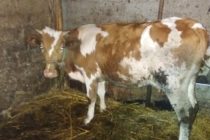 Luksemburg/Sandžak/Kosovo: Predate krave porodici Šabotić i porodici Hot