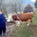Luksemburg/Bosna/Sandžak: Okončane novembarska i decembarska akcija – Predate krave porodicama Balihodžić i Nurković