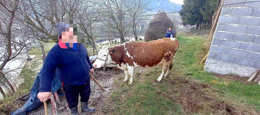 Luksemburg/Bosna/Sandžak: Okončane novembarska i decembarska akcija – Predate krave porodicama Balihodžić i Nurković