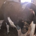 Luksemburg/Bosna: Okončana februarska akcija – Predata krava porodici Sinanović