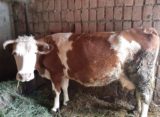 Luksemburg/Bosna/Kosovo: Predate krave porodici Mahmutović i Kuč (FOTO)