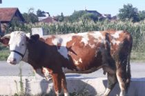 Luksemburg/Sandžak/Kosovo: Predate krave porodici Hot i Aličković (FOTO)