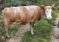 Luksemburg/Bosna: Okončana akcija za avgust – Predata krava porodici Lokmić