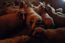 Luksemburg/Kosovo: Okončana oktobarska akcija – 11 ovaca predato porodici Isović