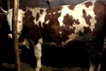 Luksemburg/Bosna: Okončana akcija za novembar – Predata krava porodici Zlatić