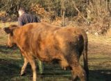 Luksemburg/Sandžak: Okončana akcija za decembar – Predata krava porodici Kordić