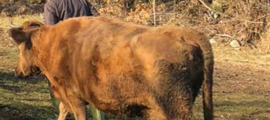 Luksemburg/Sandžak: Okončana akcija za decembar – Predata krava porodici Kordić