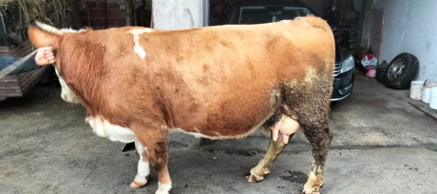 Luksemburg/Kosovo: Okončana akcija za januar – Predata krava porodici Džogović