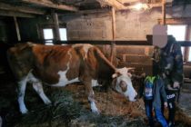 Luksemburg/Bosna: Okončana akcija za februar – Predata krava porodici Ajanović