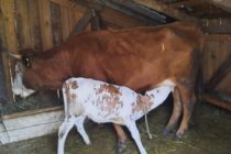 Luksemburg/Sandžak: Okončana akcija za mart– Predata krava i tele porodici Škrijelj