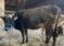Luksemburg/Kosovo: Okončana akcija za april – Predata krava porodici Durmiši